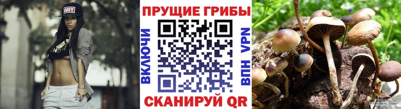 Псилоцибиновые грибы Cubensis Славгород